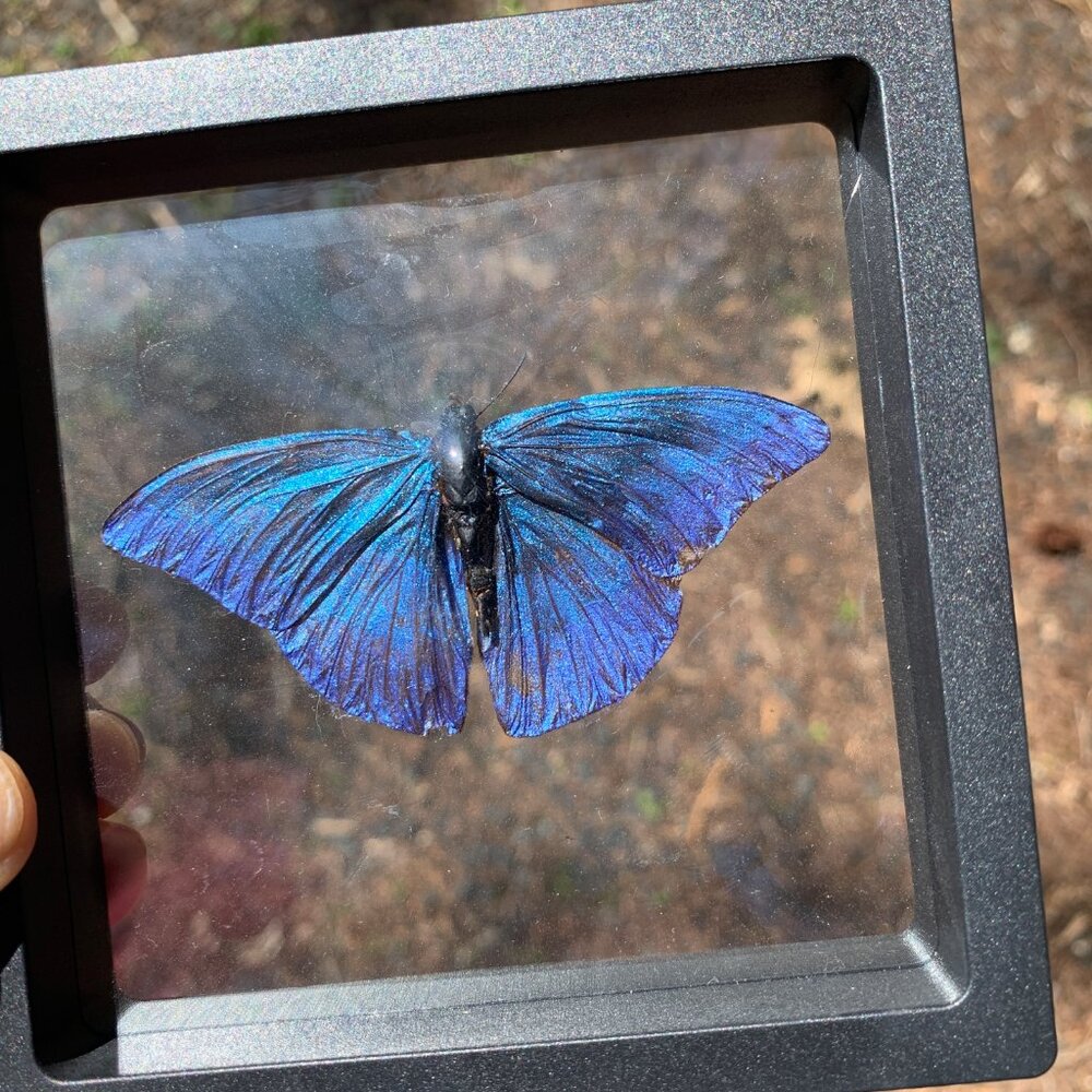 REAL Sugarlight Framed Butterfly Specimen
